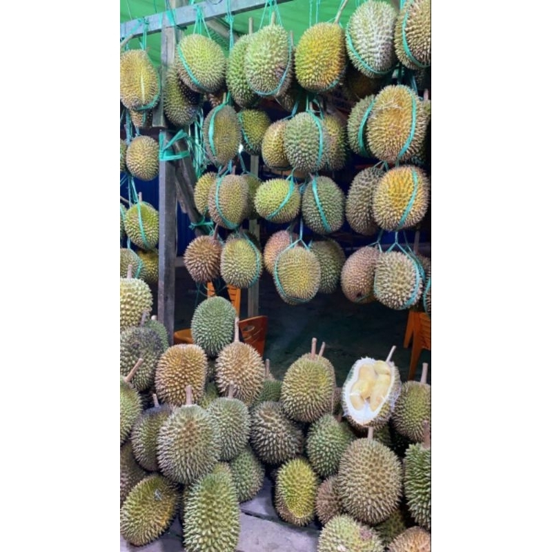 

Durian Lokal Bulat Medan Utuh Sibolga 2KG