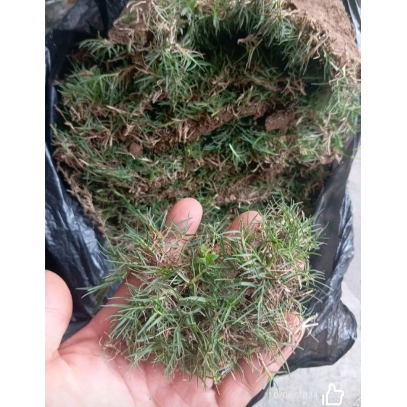 rumput jepang 1 meter full