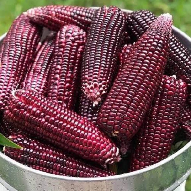 

Promo Jagung Ketan Ungu 1 KG | Jagung Berkhasiat