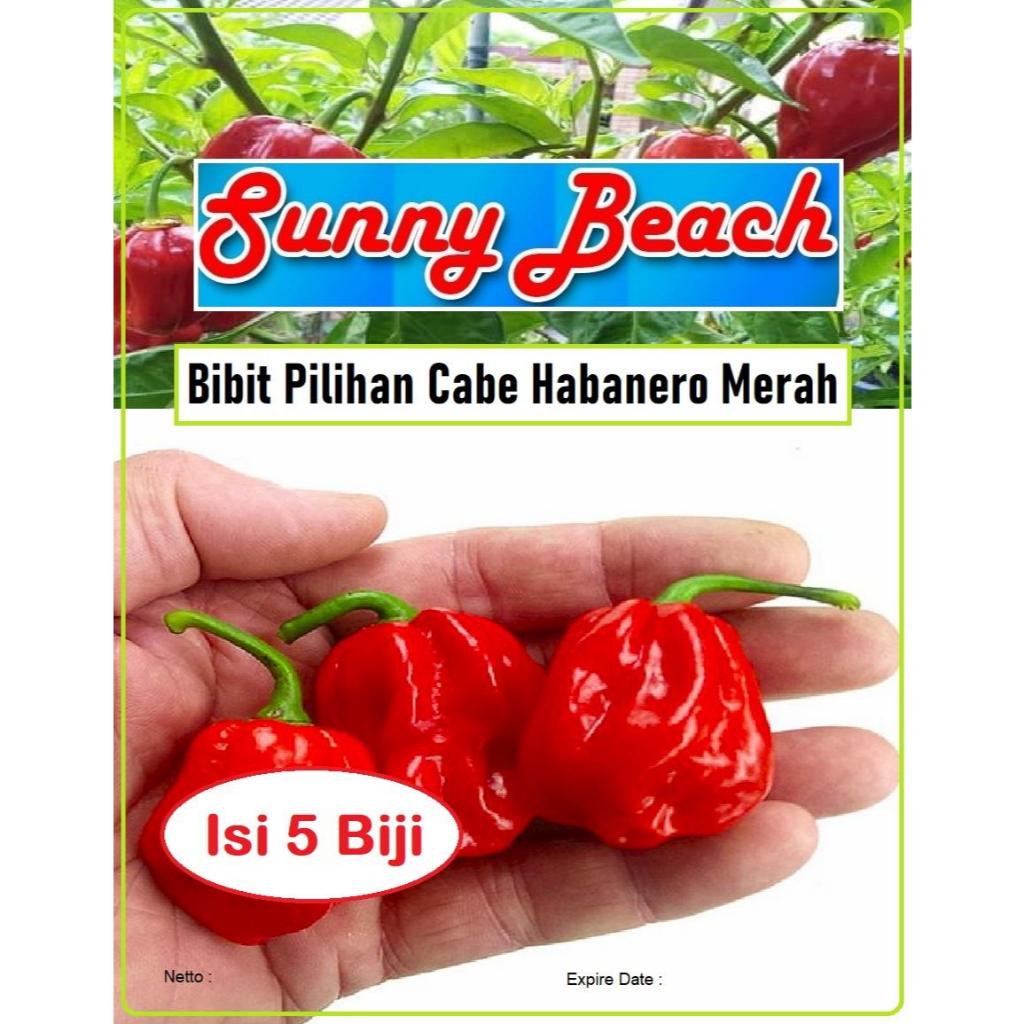 Bibit Pilihan Cabe Habanero Merah | Biji Benih Cabe Habanero Merah