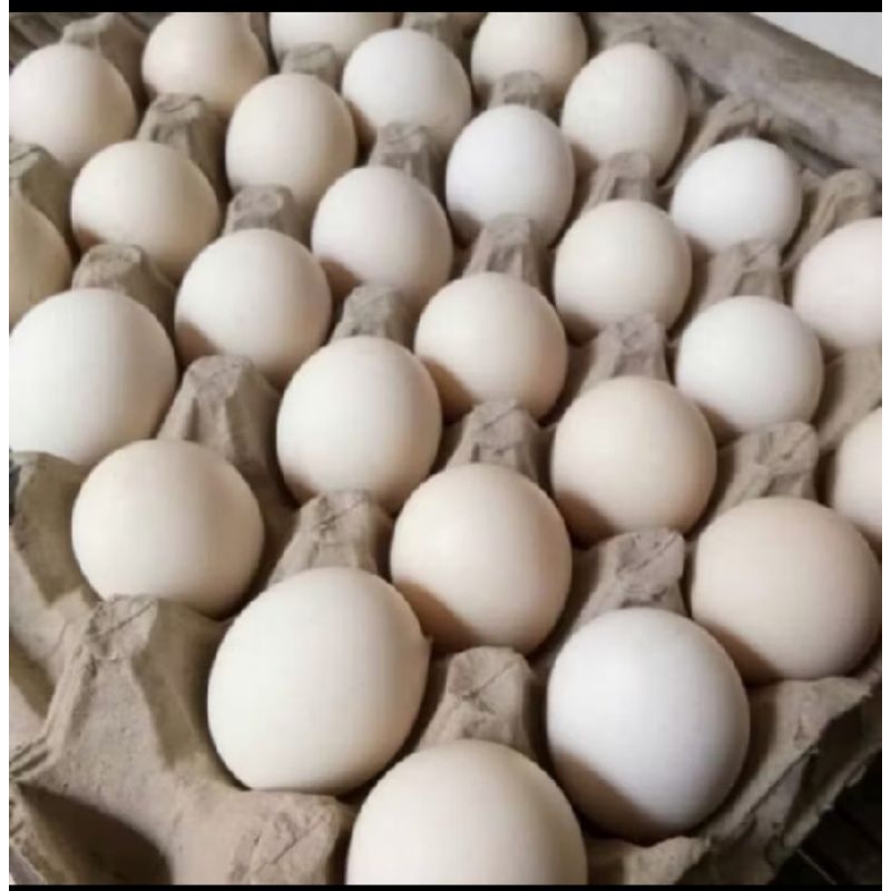 

TELUR AYAM KAMPUNG