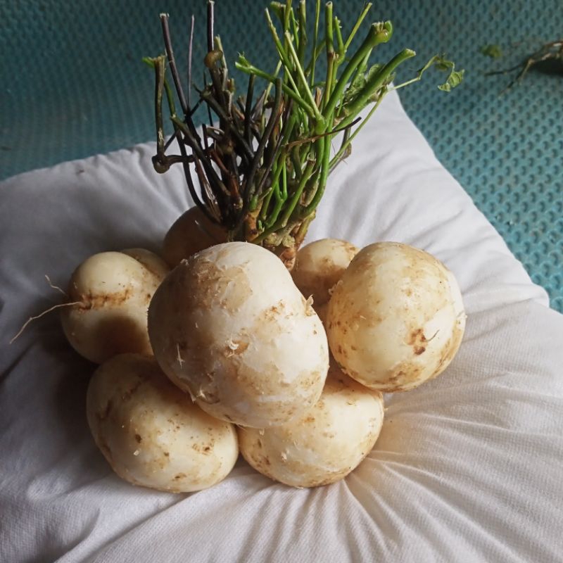 

Bengkoang Lokal Fresh