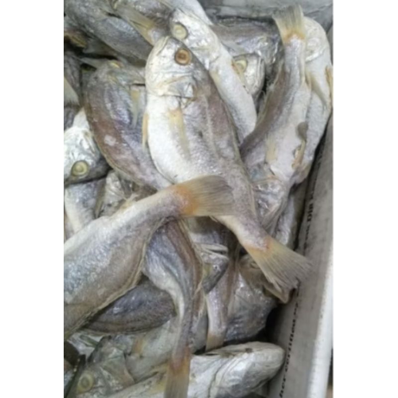 

Ikan Asin Gulama pisang 500 gr