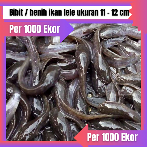 Bibit / benih ikan lele ukuran 11 - 12 cm per 1000 ekor