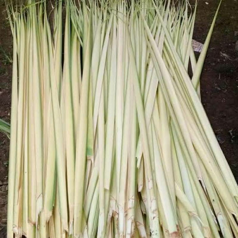 

Daun kelapa muda/janur 30 buah
