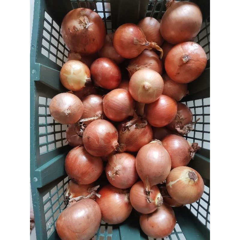 

Bawang bombay 1kg - Onion 1kg - bombay import 1 KG