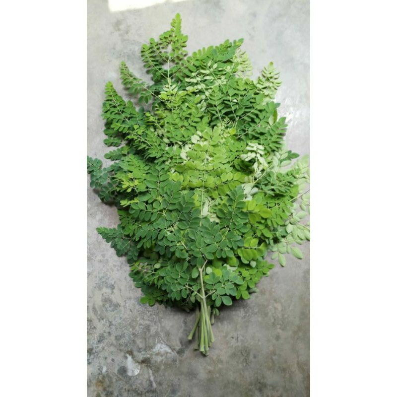 

daun kelor segar pertangkai