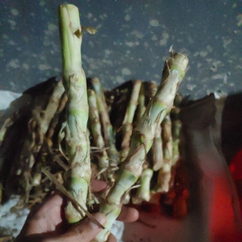 BIBIT RUMPUT ODOT SUPER