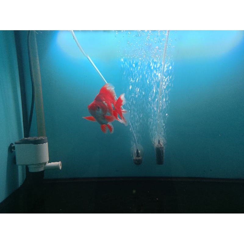 ikan mas koki ryukin big size 10-12 cm