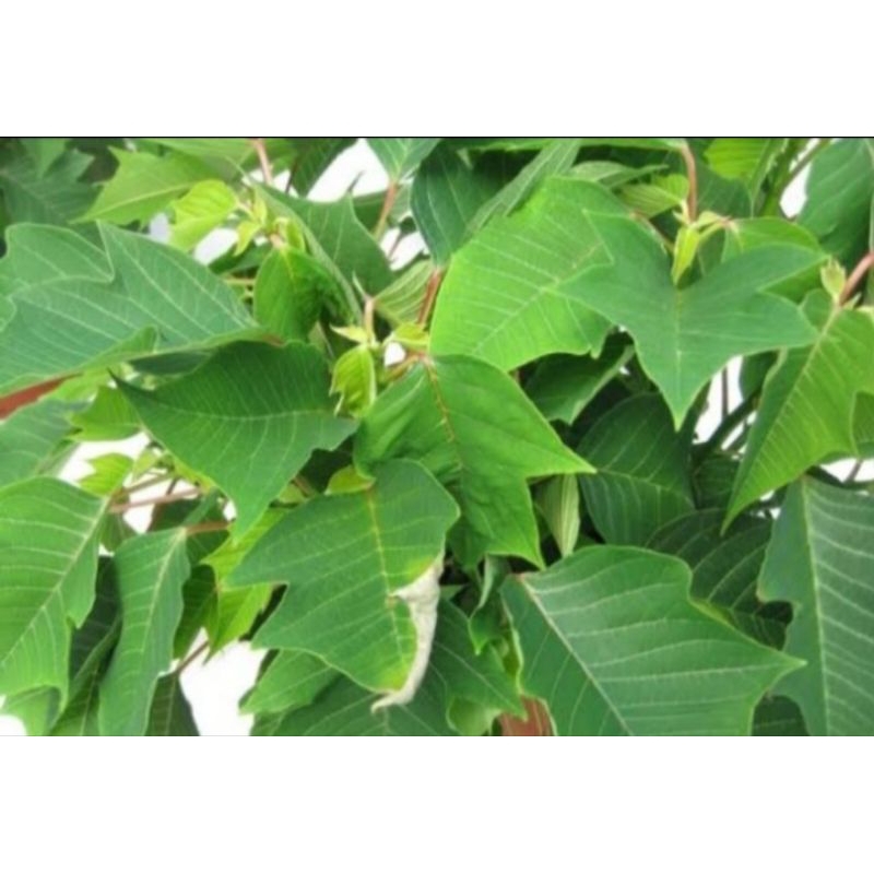 

Daun katusba segar petik langsung 250 gram