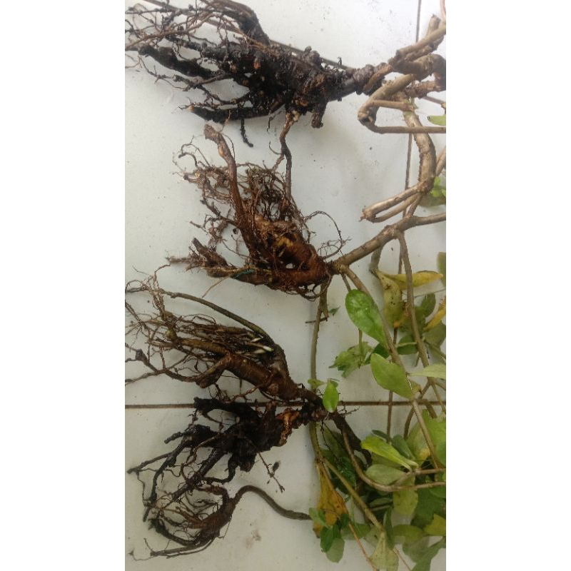 

jual umbi gingseng Jawa buat obat herbl per pcs