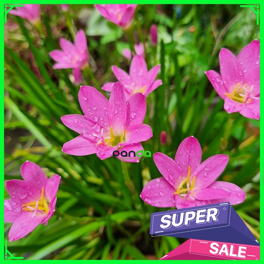 Umbi Rain Lily - Umbi Tanaman Rain Lily Pink