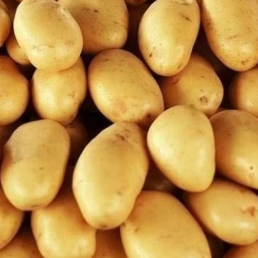 

Potatto Kentang Fresh | Vegetable | Murah Surabaya | Kentang Kiloan