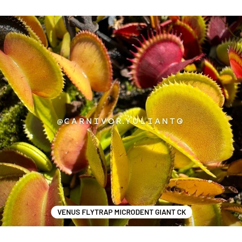 Biji Benih Venus Fly Trap Microdent Giant CK