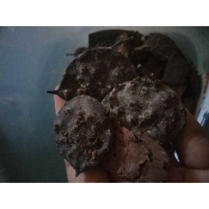 

Herbal seprantu kering, sprantu, separantu 100 gr