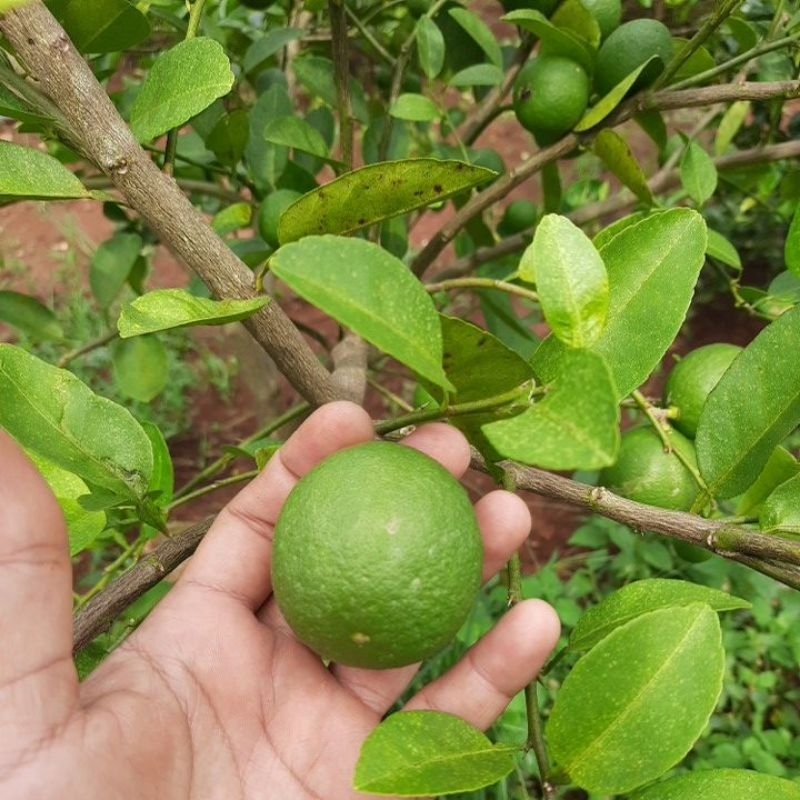 

jeruk nipis fresh hasil kebun sendiri