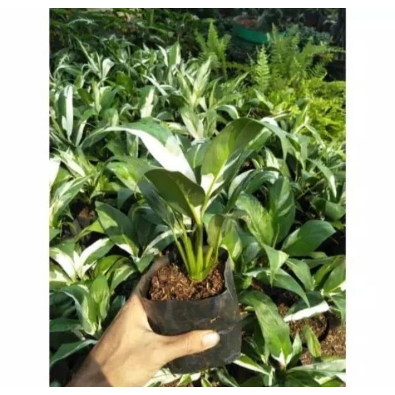 tanaman hias sepatu filum variegata