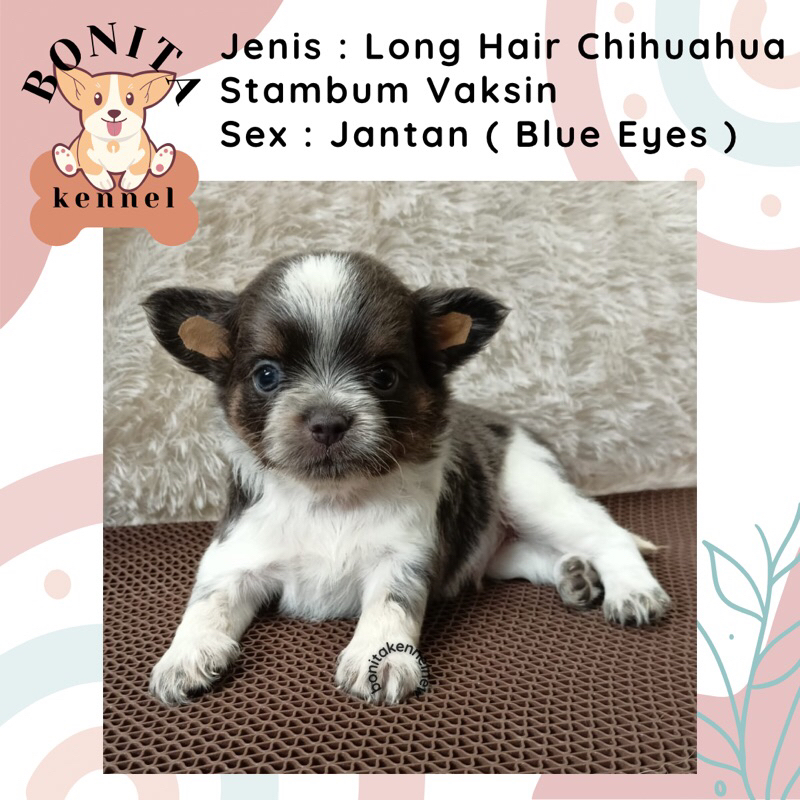 Long Hair Chihuahua Stambum Anak Anjing Chihuahua Jantan Betina