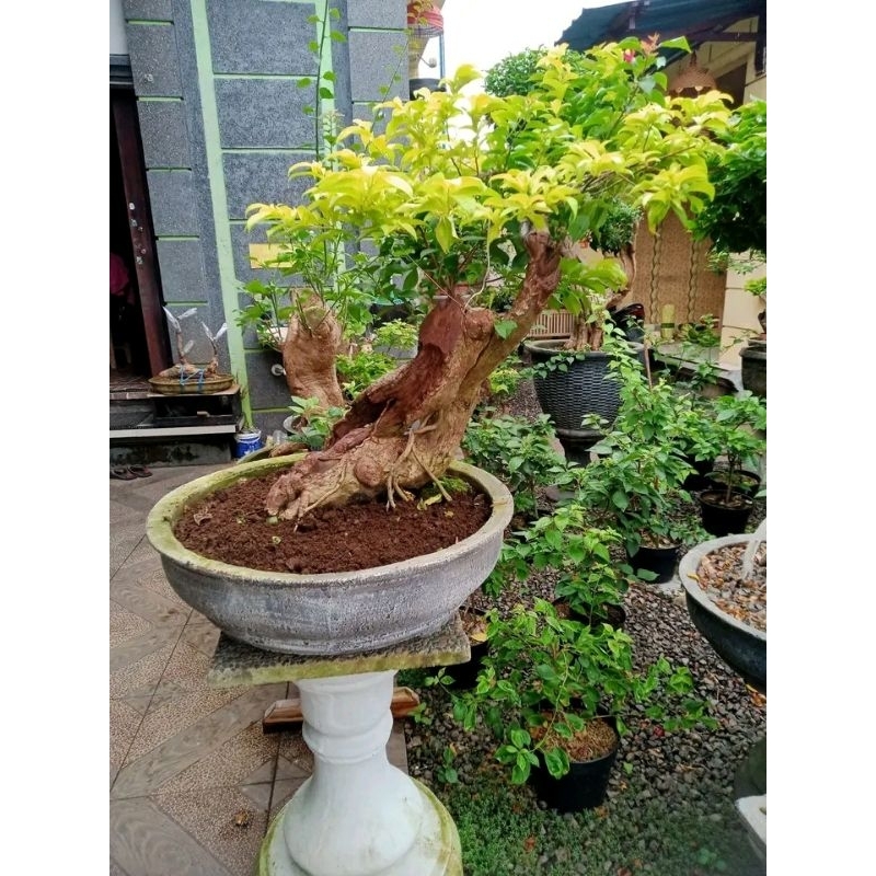 Bibit Bonsai Bugenvil - Bibit bunga - Pohon Bugenvil