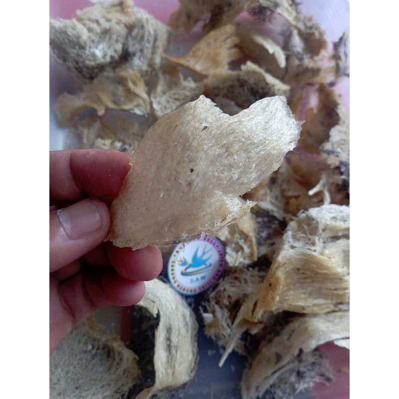 

20 gr Sarang Walet Patahan Besar Alami Dari Alam
