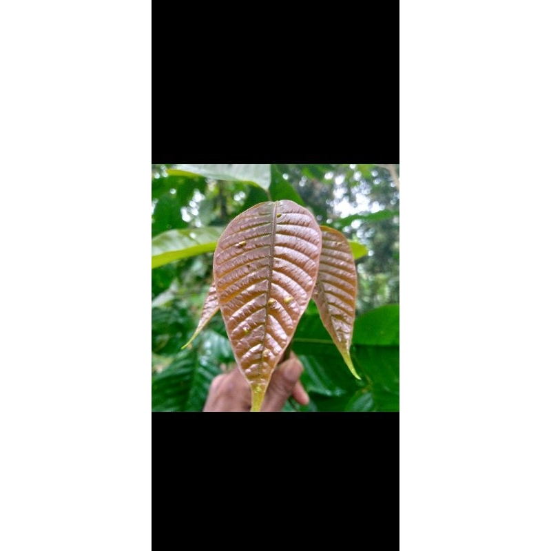 

[Jamu] Daun kecapi Muda