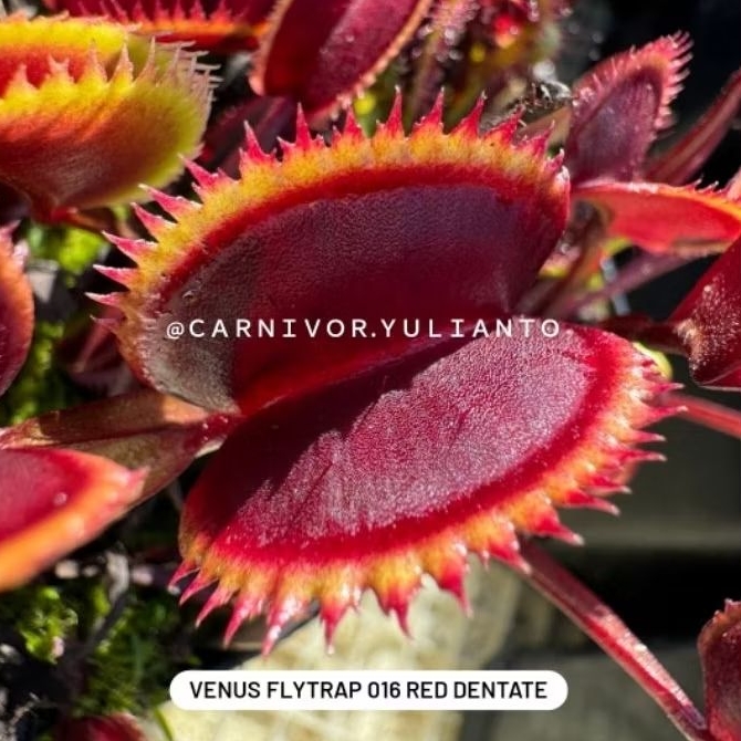Biji Benih Venus Fly Trap 016 Red Dentate