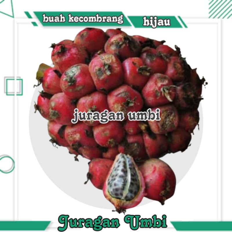 

buah honje kecombrang segar 1 kg siap masak