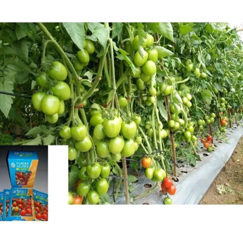 BENIH TOMAT LATANSA DAN BENIH TOMAT LATANSA BARU MALIGAI 10GRAM, TAHAN VIRUS TAVI TOMAT BUAH