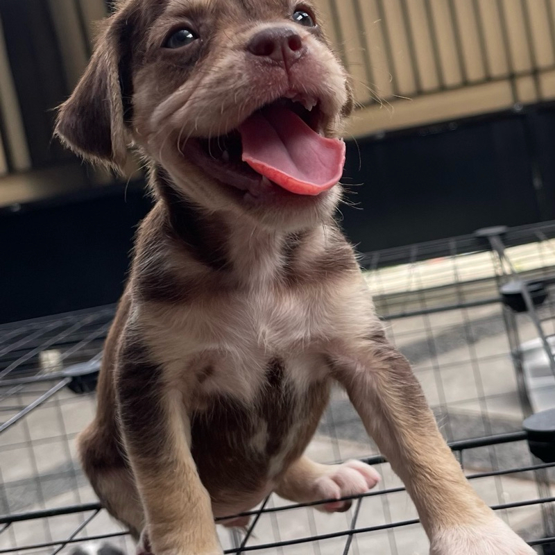 Anak Anjing Pitbull Beagle Mix