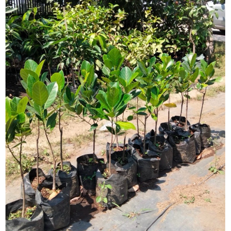 BIBIT NANGKA madu (desa wisata jambu kediri)