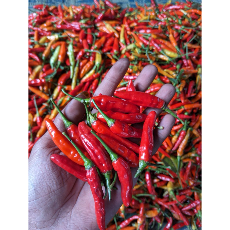 

CABE /CABAI RAWIT ORIGINAL TERMURAH 1 KG