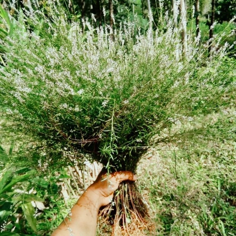 

balsam herbal/ 100 g