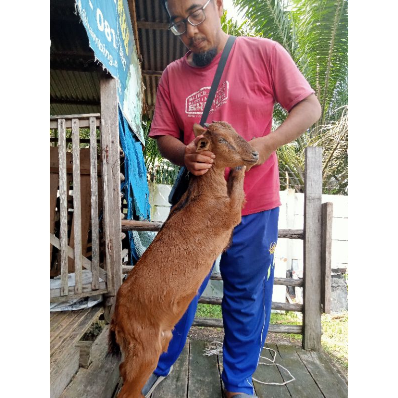 

Paket Aqiqah Kambing mentah betina.Ekonomis tipe A