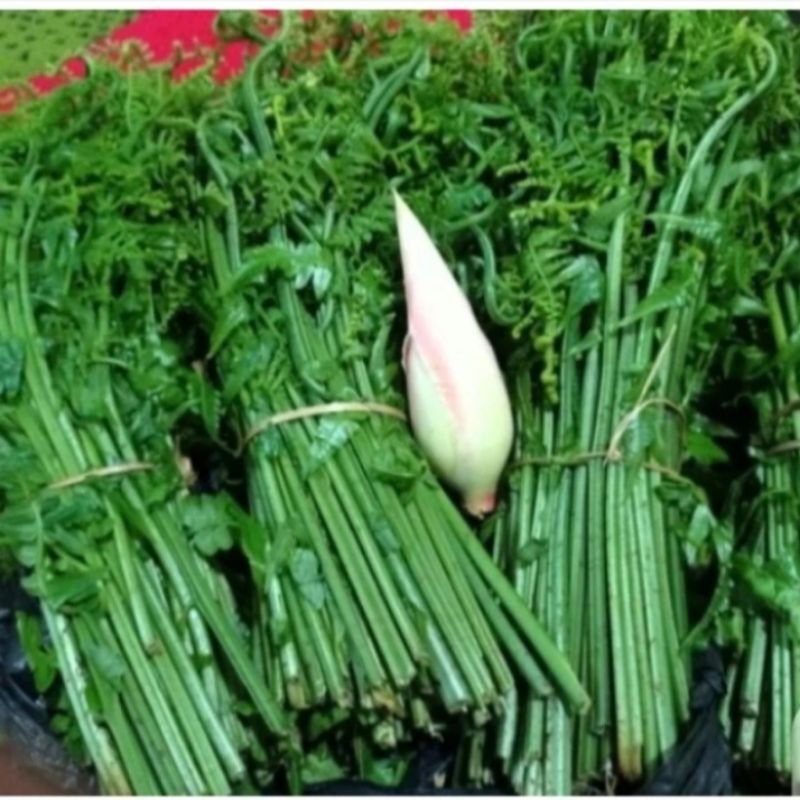 

Pakis sayur segar 1kg
