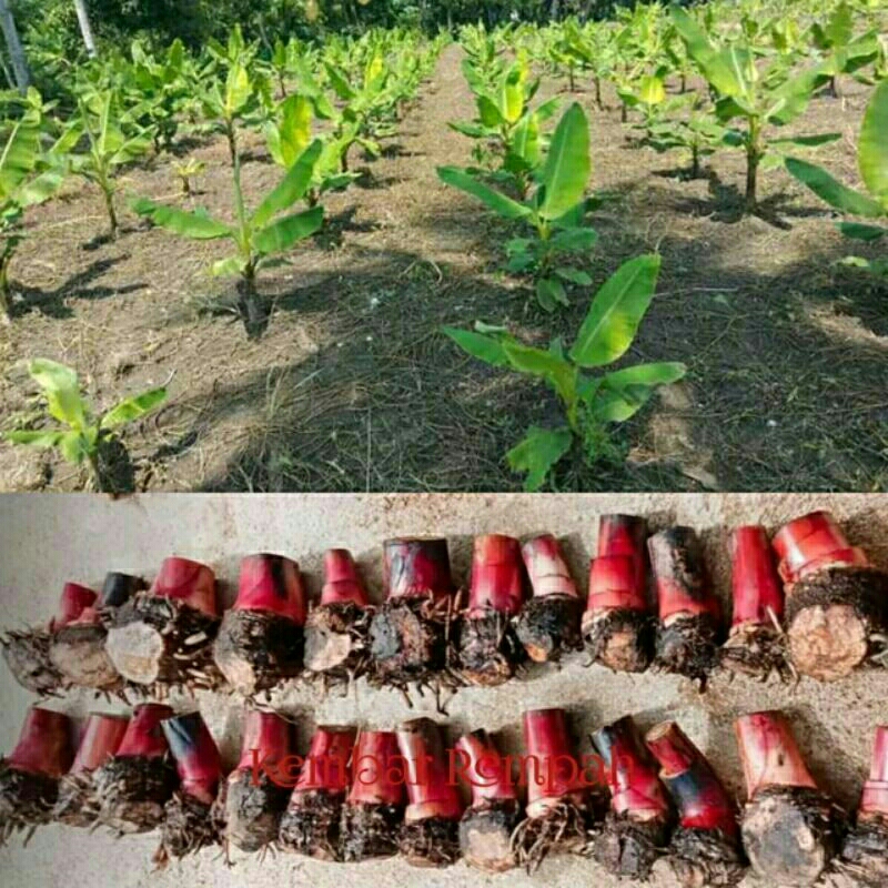 

binih cau ramadana,pisang ambon