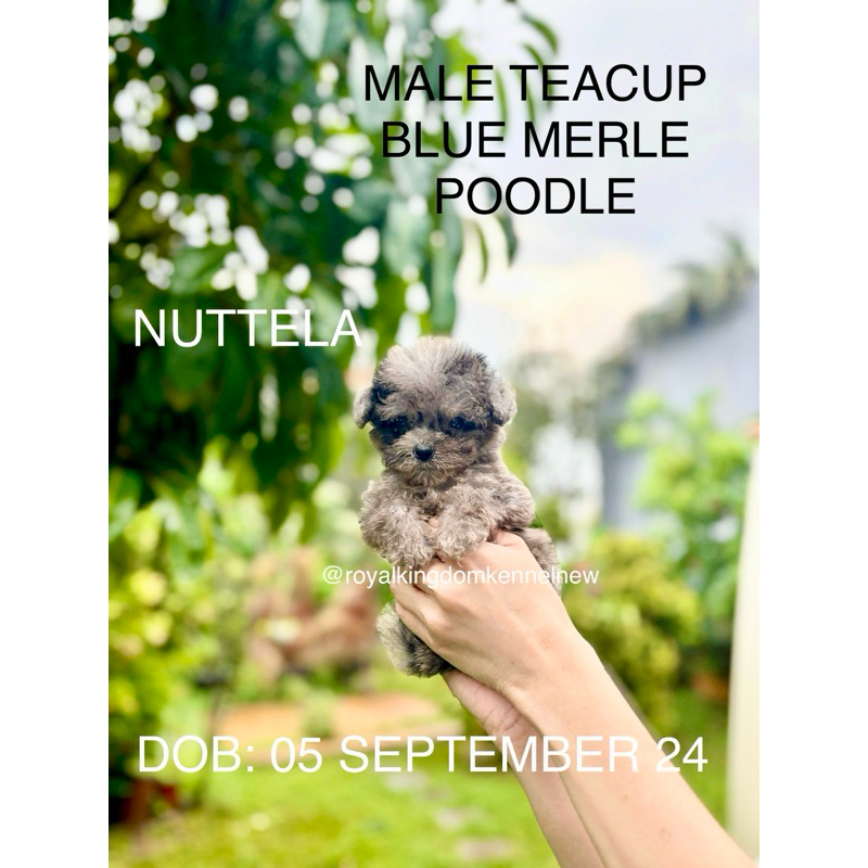 MALE BLUE MERLE TEACUP POODLE