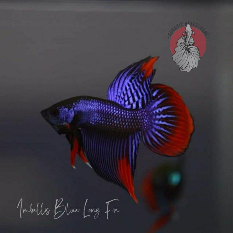 wild betta imbellis blue long fin