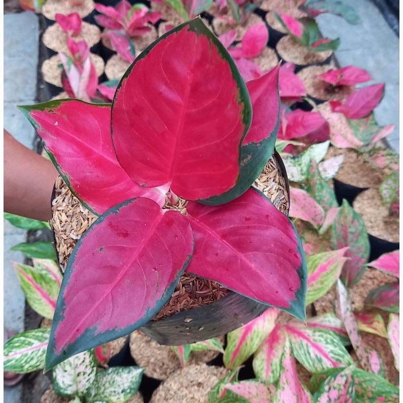 Aglaonema Suksom