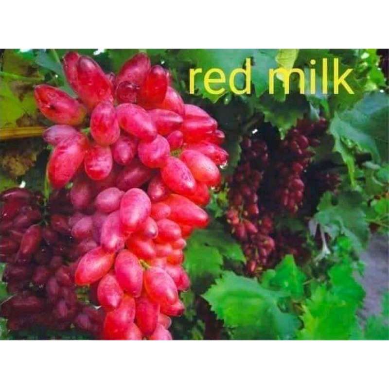 

BIBiT anggur varian red milk
