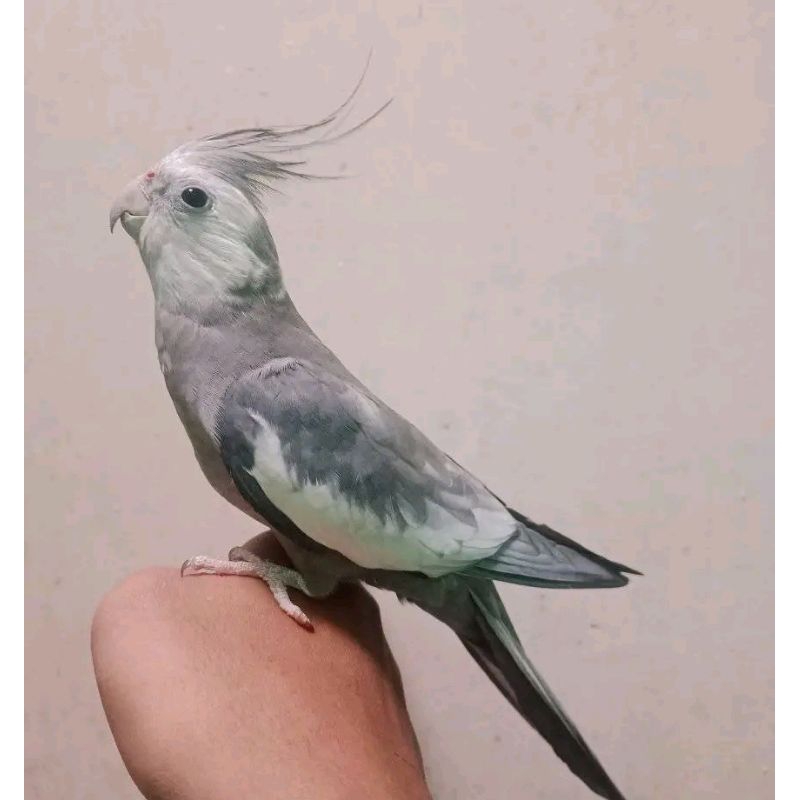 parkit Australia