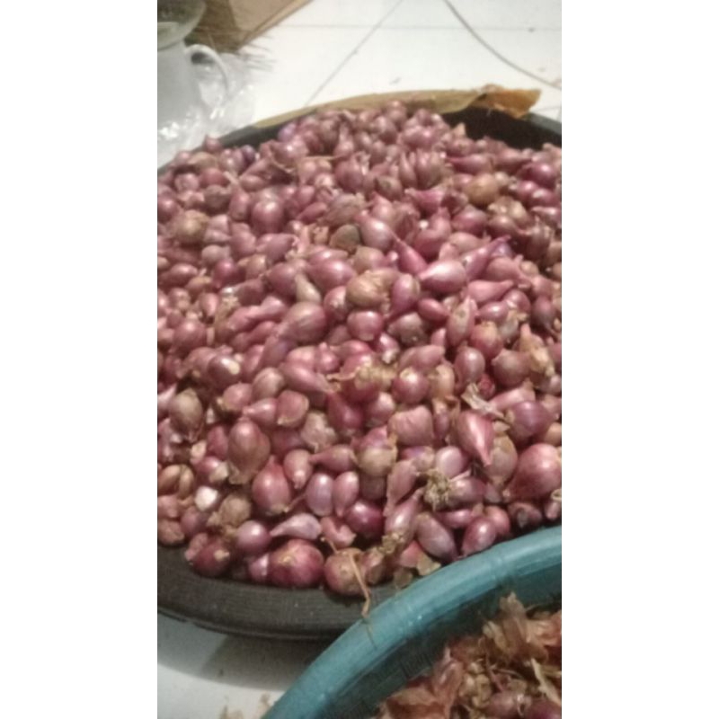 

Bawang Merah Probolinggo Kiloan Awet 3 bulan