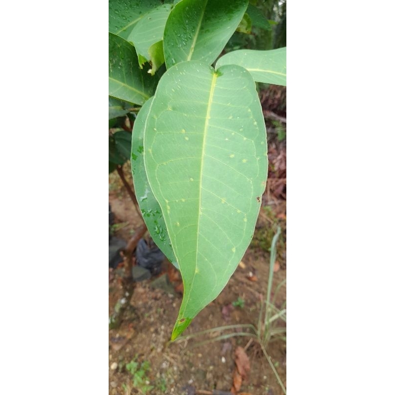 

Daun jambu air segar 50 lembar
