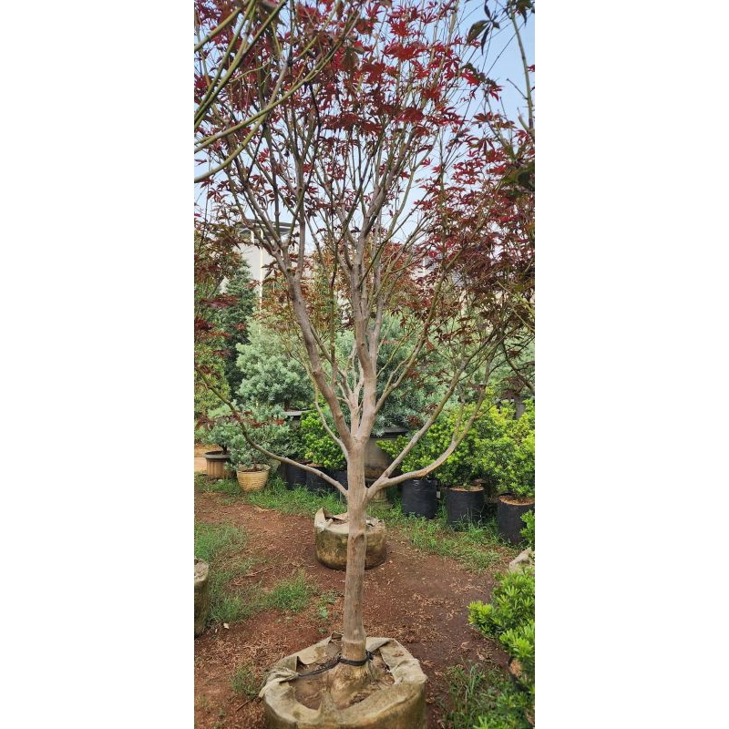 POHON MAPLE TINGGI 3 METER