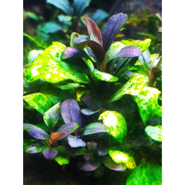 Bucephalandra mini micro Melawi porsi keranjang