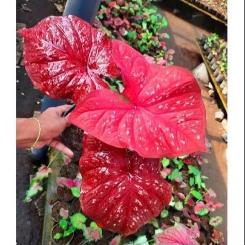 Keladi Merah Guardian / caladium red guardian bukan bonggol (bisa COD)
