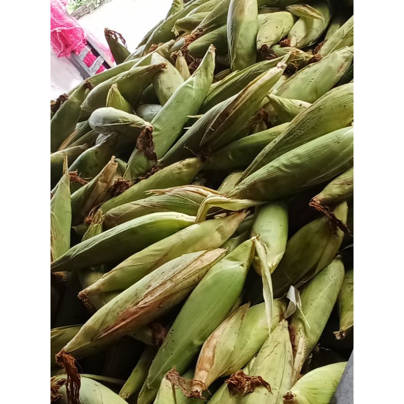 

jagung manis segar