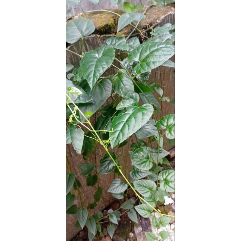 

Daun Binahong Hijau | 100gr | Organik