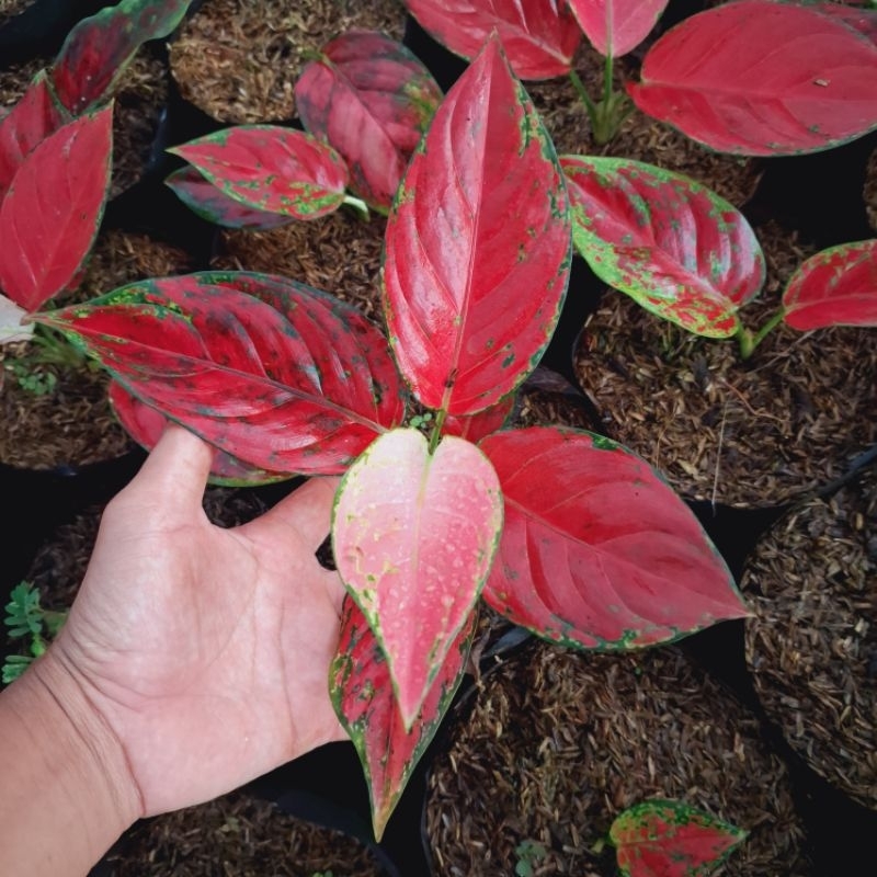 Aglaonema Red Venus