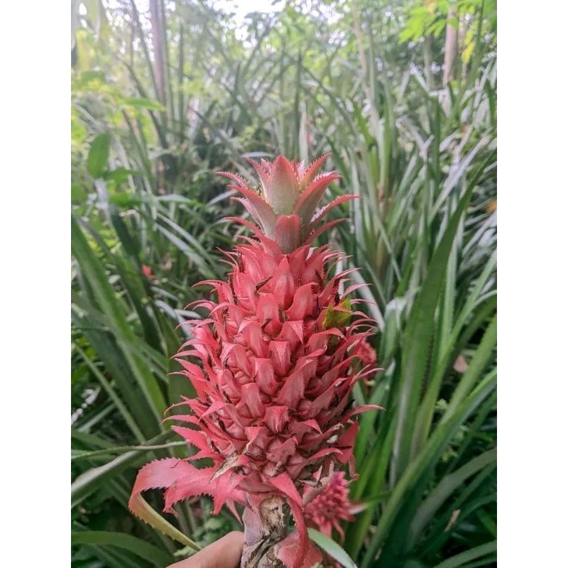 

NANAS MERAH MUDA SEGAR FRESH