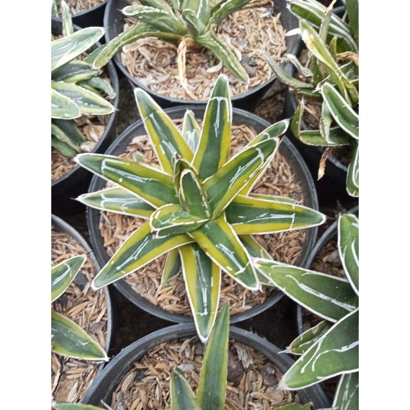 agave victoria varigata